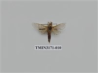 藏品(細豹斑蠹蛾)的圖片